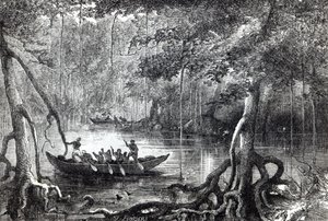 "Mangrove Forest", etuosan kuvitus teoksesta "Twenty Nine Years in the West Indies and Central Africa", kirjoittanut H.M. Waddell, julkaistu Lontoossa 1863 tekijältä English School