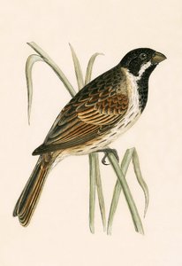 Marsh Bunting, kuvitus Charles Robert Breen (1811-86) teoksesta "A History of the Birds of the Birds of the British Islands", julkaistu 1867 tekijältä English School