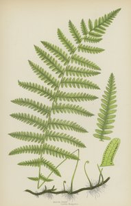 Marsh Fern (väri litho) tekijältä English School