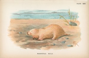 Marsupial myyrä tekijältä English School