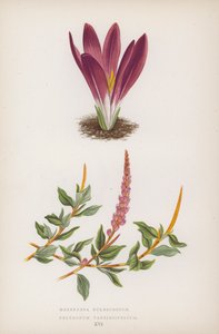 Merendera Bulbocodium; Polygonum Vaccinifolium (väri lit.) tekijältä English School