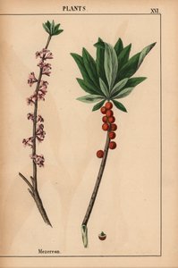 Mezereon punaisilla marjoilla ja vaaleanpunaisilla kukilla.  , julkaisusta "The Instructive Picturebook, or Lessons from the Vegetable World", [Charlotte Mary Yonge], Edinburgh tekijältä English School
