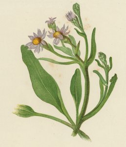 Michaelmas Daisy, Aster Tripolium (värinen lito) tekijältä English School