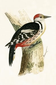 Keskitikka, kuvitus Charles Robert Breen (1811-86) teoksesta "A History of the Birds of the Birds of the British Islands" (1811-86), julkaistu 1867