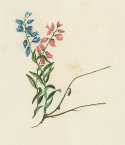 Maitohorsma, Polygala Vulgaris (värilitaatti) tekijältä English School