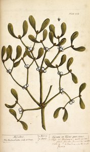Misteli, Elizabeth Blackwellin teoksesta A Curious Herbal... tekijältä English School