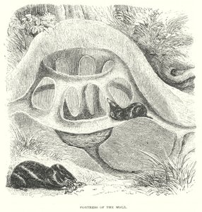 Mole Hill (kaiverrus) tekijältä English School