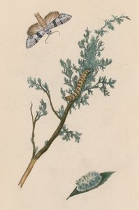 Koi, toukka ja chrysalis tekijältä English School