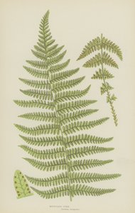 Mountain Fern (värilitografia) tekijältä English School