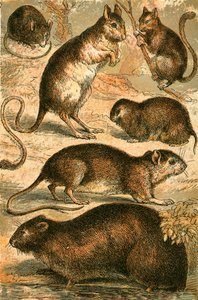 Hiiri, Jerboa, Rotta, Myskirotta, Dormouse ja Field Mouse tekijältä English School