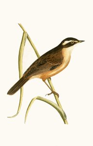 Viiksikirkko, kuvitus Charles Robert Breen (1811-86) teoksesta "A History of the Birds of the Birds of the British Islands" (1811-86), julkaistu 1867 tekijältä English School
