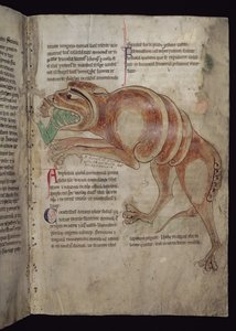 Ms.254 f.24 r Cocodrillus nielee miestä tekijältä English School