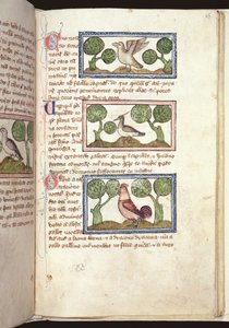 Ms 379, f.25r: Kolme lintua maassa, Bestiarysta, 1300-luvun alku (pergamentti) tekijältä English School