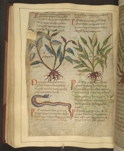 Ms. Cotton Vitellius C.III fol.56v Kuvituksia Petersilestä, Cawelista ja käärmeestä, vanhasta englantilaisesta yrtistä, alun perin Apuleius (123-80 jKr), 1000-luvun alku (vellum) tekijältä English School