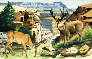 Muulipeura Grand Canyonin kansallispuistossa tekijältä English School