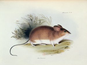 Mus Darwinii, kuvitus teoksesta The Zoology of the Voyage of H.M.S. Beagle, 1832-36, kirjoittanut Charles Darwin (1809-92), 1840 tekijältä English School
