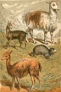 Musk Deer, Llama, Vicuna at Sooty Paraffin tekijältä English School