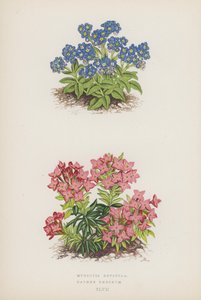Myosotis Rupicola; Daphne Cneorum (värilitra). tekijältä English School