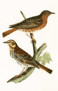 Naumannin sammas, kuvitus Charles Robert Breen (1811-86) teoksesta "A History of the Birds of the Birds of the British Islands", julkaistu 1867