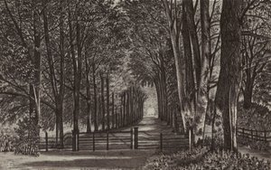 Newbury: Avenue, Highclere Park (litografia). tekijältä English School