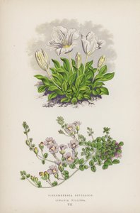 Nierembergia Rivularis; Linaria Villosa (värilitro). tekijältä English School