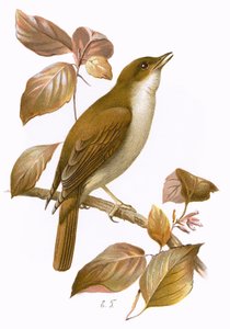 Satakieli