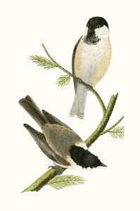 Pohjoinen tiainen, kuvitus Charles Robert Breen (1811-86) teoksesta "Euroopan lintujen historia, joita ei havaittu Brittein saarilla", julkaistu 1867 tekijältä English School