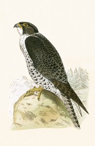 Norjalainen Jer-Falcon, kuvitus Charles Robert Breen (1811-86) teoksesta "Euroopan lintujen historia, joita ei havaittu Brittein saarilla", julkaistu 1867
