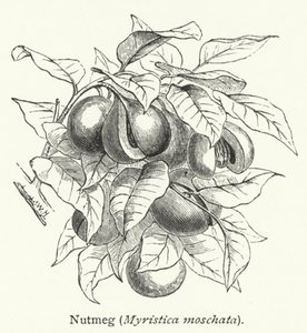 Muskottipähkinä (Myristica moschata) (kaiverrus) tekijältä English School