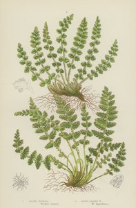 Pitkänomainen Woodsia, Pyöreälehtinen Woodsia (värilitro) tekijältä English School