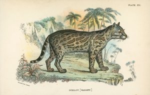 Ocelot [lajike] tekijältä English School