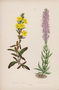 Oenothera Pumila; Veronica Incisa (värilitra) tekijältä English School