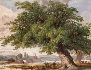 Old Oak by the Wayside, Surrey (väri litho) tekijältä English School