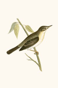 Olivaceous Warbler, kuvitus Charles Robert Breen (1811-86) teoksesta "A History of the Birds of the Birds of the European Not Observed in the British Isles", julkaistu 1867 tekijältä English School