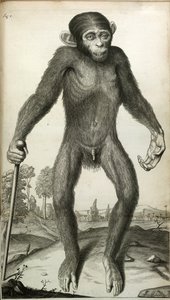 Orang-Outang, sive Homo Sylvestris: tai Pygmien anatomia verrattuna apinan, apinan ja ihmisen anatomiaan...", kirjoittanut Martha E. Tyson tekijältä English School