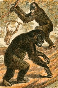 Orang Outang ja Gorilla tekijältä English School