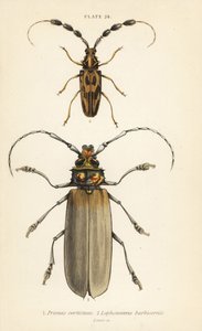 Orthomegas cinnamomeus Prionus corticinus 1 ja Batus barbicornis, Lophonocerus barbicornis 2 tekijältä English School