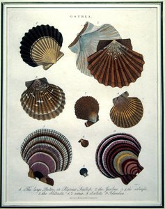 Ostrea, kuvitus Encyclopaedia Londinensisista (1796-1829), kaiverrettu J. Pass tekijältä English School