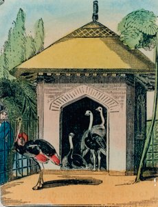 Strutsi- ja emutalo Lontoon eläintarhassa. 1840-luku tekijältä English School