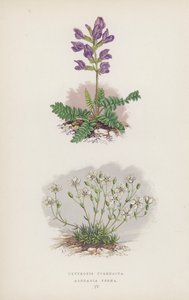 Oxytropis Pyrenaica; Arenaria Verna (väri litho) tekijältä English School
