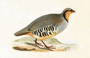 P Graeca, Var, kuvitus Charles Robert Breen (1811-86) teoksesta 