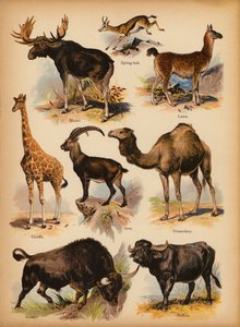 Sivu The Little Folks’ Picture Natural Historysta, n. 1900 (chromolitho) tekijältä English School