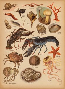 Sivu The Little Folks’ Picture Natural Historysta, n. 1900 (chromolitho) tekijältä English School