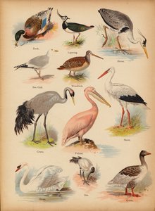 Sivu The Little Folks’ Picture Natural Historysta, n. 1900 (chromolitho) tekijältä English School