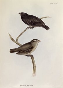 Geospiza Parvula -pari, kuvitus teoksesta Zoology of the Voyage of H.M.S. Beagle, 1832-36, kirjoittanut Charles Darwin (1809-92), 1840 tekijältä English School