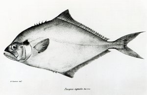 Paropsis Signata, levy 13 Charles Darwinin teoksesta "The Zoology of the Voyage of H.M.S Beagle, 1832-36" tekijältä English School