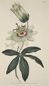 Passiflora Caerulea (tavallinen passionkukka), The Botanical Magazine tai Flower Garden Näytetään, pub. 1786 (käsinvärinen kaiverrus) tekijältä English School