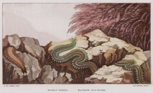Pearly Nereis, Rainbow Leaf-Worm (väri litho) tekijältä English School