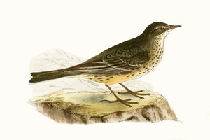 Pennsylvanian Pipit, kuvitus Charles Robert Breen (1811-86) teoksesta "A History of the Birds of the Birds of the British Isles", julkaistu 1867 tekijältä English School