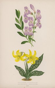 Pentstemon Crassifolium; Amerikkalainen erythronium (väri litho) tekijältä English School